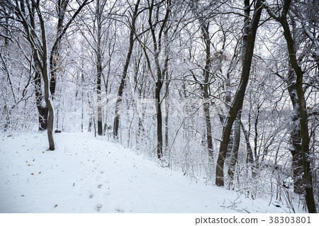 Thickets of trees in the forest Thickets of trees in the forest 38303801