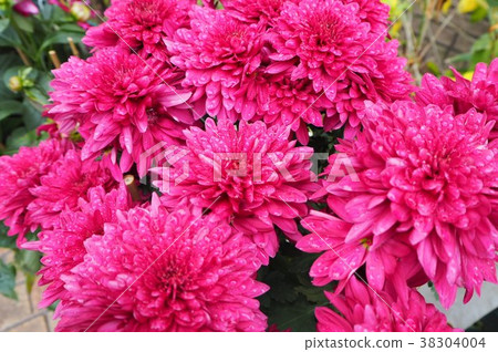 Flower dahlia Flower dahlia 38304004