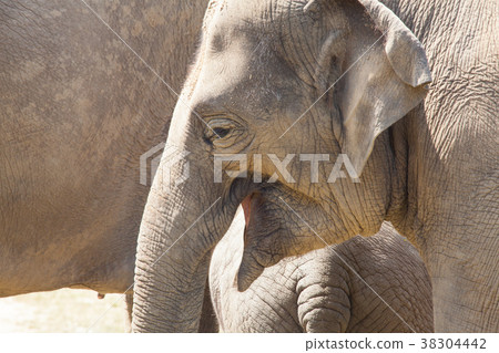 Large herd of Asian Elephants eating grass Large herd of Asian Elephants eating grass 38304442