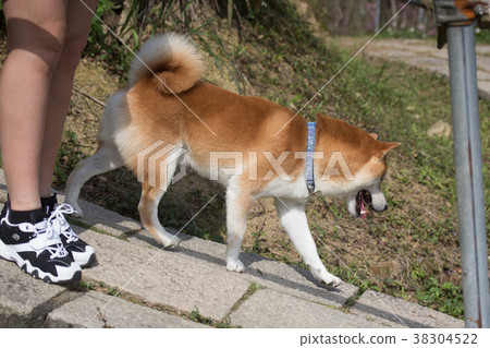 柴犬  赤柴 38304522