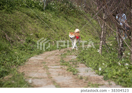 柴犬  赤柴 38304523