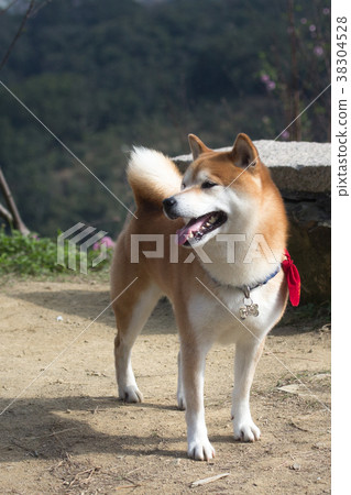 柴犬  赤柴 38304528