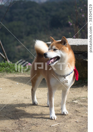 柴犬  赤柴 38304529