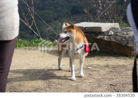 柴犬  赤柴 38304530