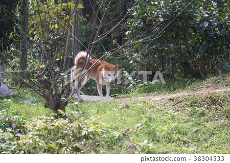 柴犬  赤柴 38304533