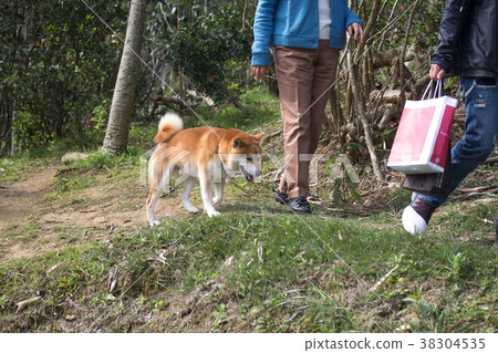 柴犬  赤柴 38304535