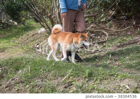 柴犬  赤柴 38304536