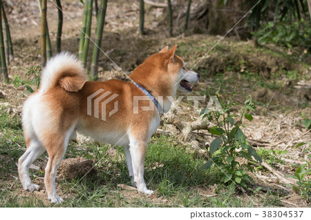 柴犬  赤柴 38304537