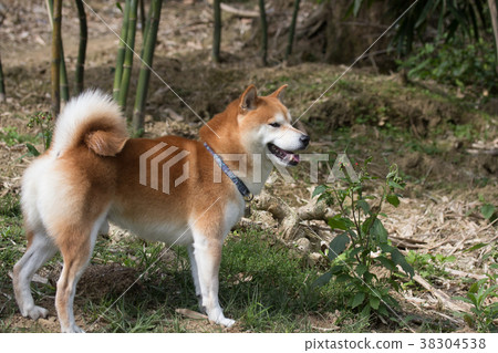 柴犬  赤柴 38304538