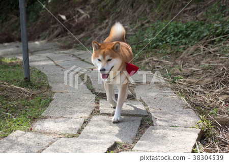 柴犬  赤柴 38304539