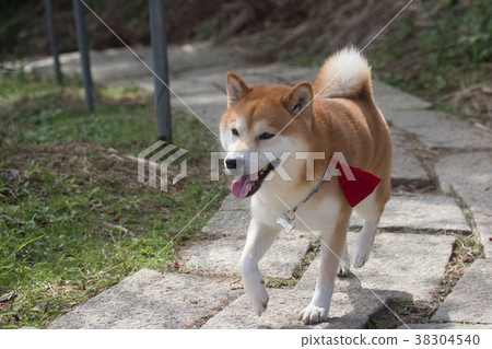 柴犬  赤柴 38304540