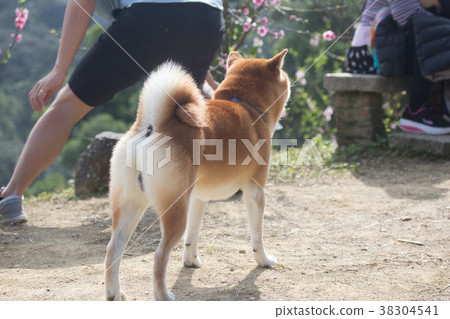 Shiba Inu Chichai 38304541