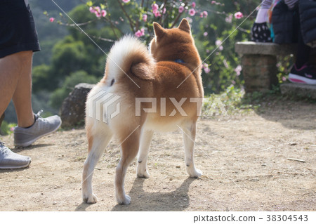 柴犬  赤柴 38304543