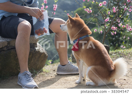 柴犬  赤柴 38304547