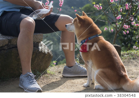 柴犬  赤柴 38304548