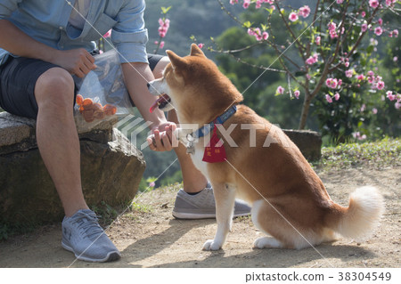 柴犬  赤柴 38304549