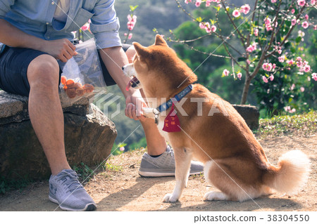 Shiba Inu Chichai 38304550