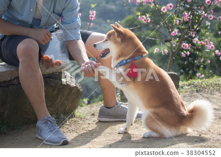 柴犬  赤柴 38304552