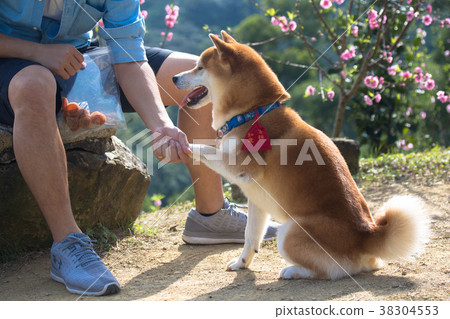 Shiba Inu Chichai 38304553