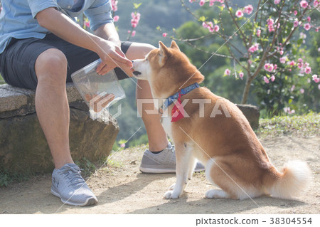 Shiba Inu Chichai 38304554