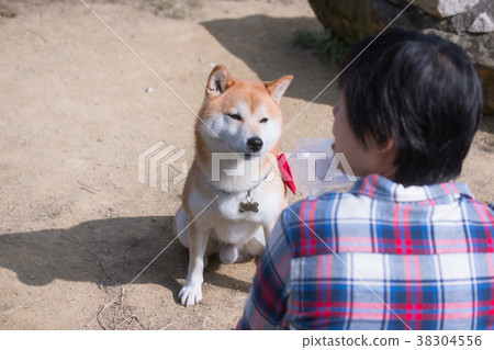 Shiba Inu Chichai 38304556