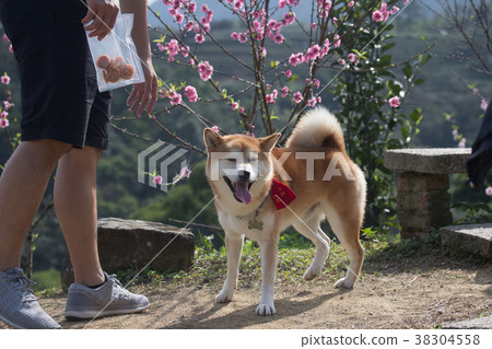 柴犬  赤柴 38304558
