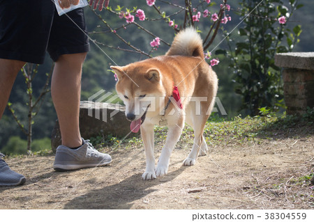 柴犬  赤柴 38304559