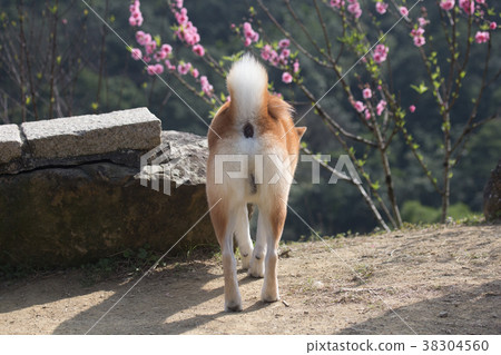 柴犬  赤柴 38304560