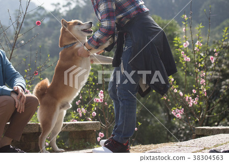 柴犬 赤柴 柴犬 赤柴 38304563