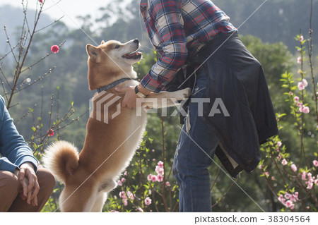 Shiba Inu Akashiba 38304564