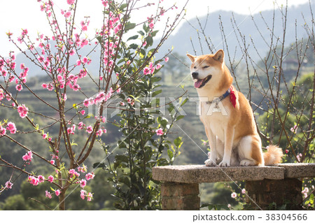 柴柴賞花 柴柴賞花 38304566