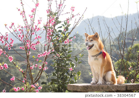 Shiba Inu Akashiba 38304567
