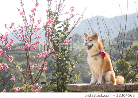 Shiba Inu Akashiba 38304568