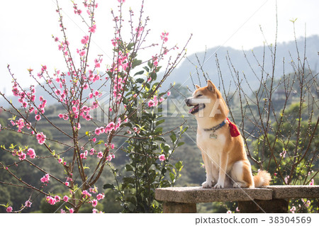 Shiba Inu Akashiba 38304569