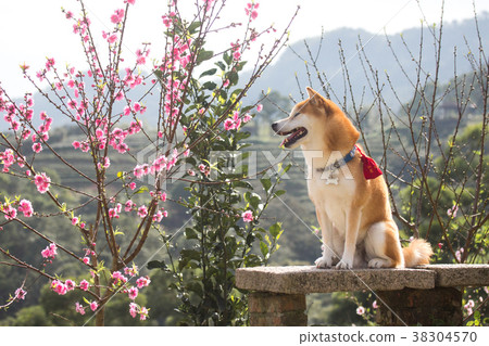 Shiba Inu Akashiba 38304570