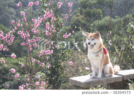 Shiba Inu Akashiba 38304573