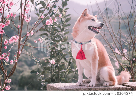 Shiba Inu Akashiba 38304574