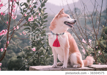 Shiba Inu Akashiba 38304575