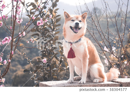 Shiba Inu Akashiba 38304577