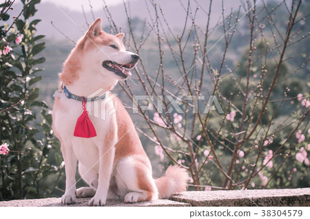 Shiba Inu Akashiba 38304579