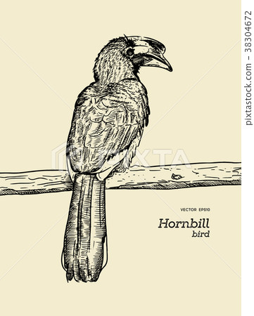 Oriental Pied Hornbill, hand draw sketch vector. 38304672
