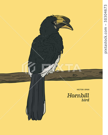 Oriental Pied Hornbill, hand draw sketch vector. 38304673