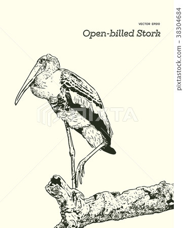 Asian openbill birds on tree branch. 38304684