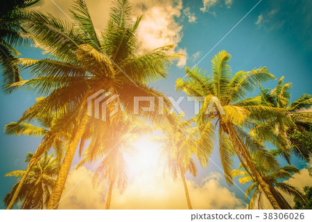Coconut palm tree with sunlight on blue sky 38306026
