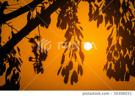 Silhouette leaf tree at sunset Silhouette leaf tree at sunset 38306031