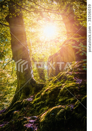 Mountain forest and trees with moss in sunlight. Mountain forest and trees with moss in sunlight. 38306039
