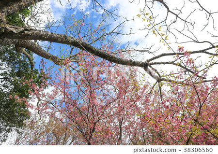 wind himalayan cherry or prunus cerasoides,sakura wind himalayan cherry or prunus cerasoides,sakura 38306560