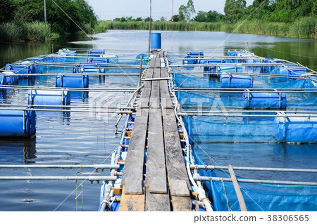 cages for fish farm, aquaculture in thailand cages for fish farm, aquaculture in thailand 38306565