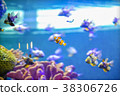 real Nemo fish in Coral Reef Aquarium Tank 38306726