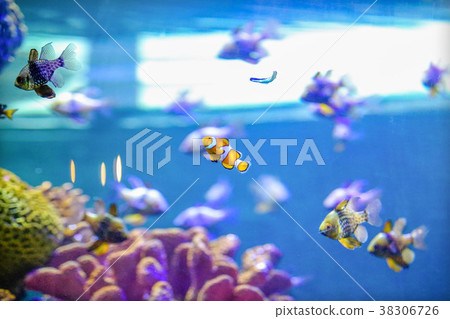 real Nemo fish in Coral Reef Aquarium Tank real Nemo fish in Coral Reef Aquarium Tank 38306726